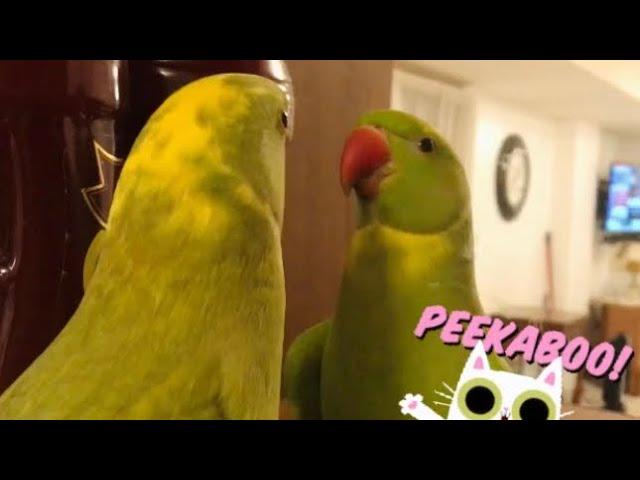 Cute talking parrot being silly before bedtime - Ricco the green pied Indian Ringneck parrot