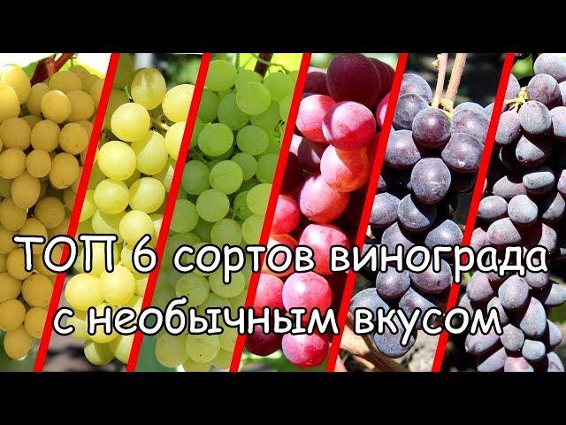 ТОП 6 сортов винограда с необычным вкусом