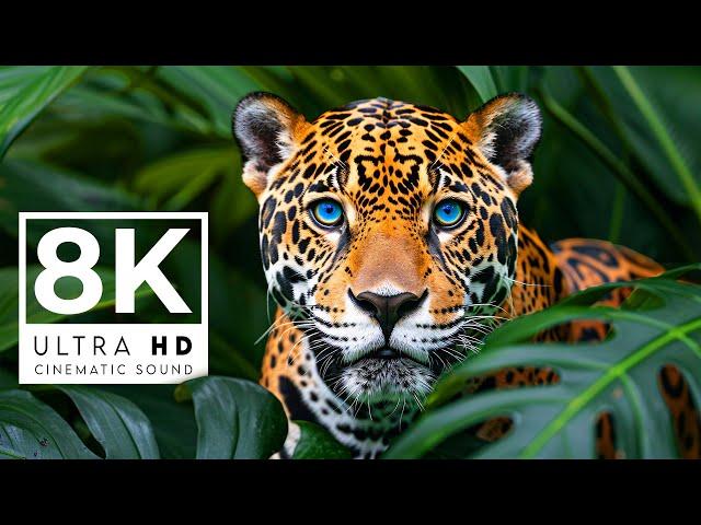 GORGEOUS WILD ANIMALS 8K ULTRA HD 60FPS | with Catchy Cinematic Music (Colorful Animal Life)