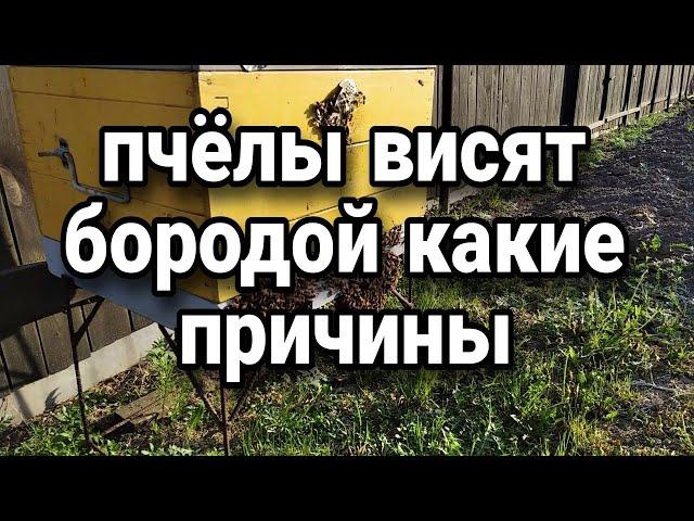 пчёлы висят бородой какие причины
