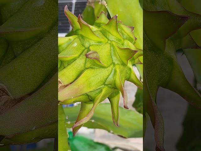 a big green dragon fruit in my roof #gardening #nature #shorts