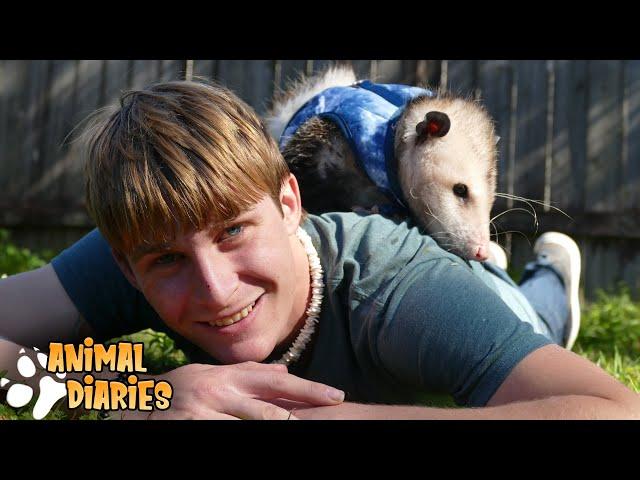 Why Opossums Make AWESOME Pets! A day in the life of Momo the Opossum