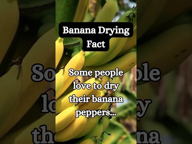 Banana Pepper Drying Fact