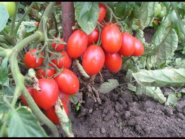 Низкорослые сорта томатов не требующие пасынкования
