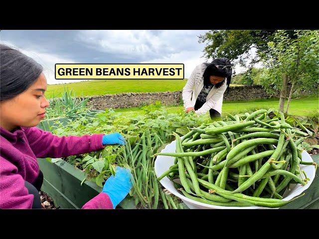 FILIPINA BRITISH LIFE IN UK: GREEN BEANS HARVEST! HITIK SA BUNGA AT UMAAPAW ANG ANI NG SITAW