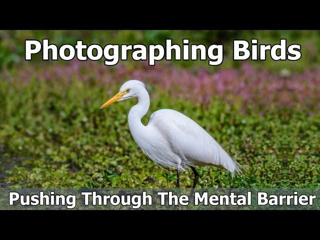 Photographing Birds - Pushing Through The Mental Barrier