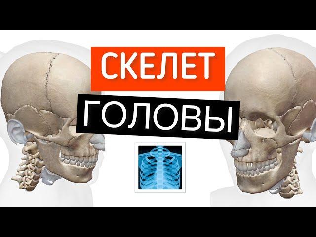 Топография черепа. Костные ориентиры на голове. Анатомия черепа 3D