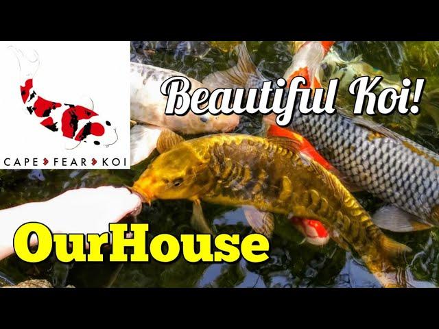 Butterfly Koi - Cape Fear Koi - Backyard Ponds & Fish - OurHouse