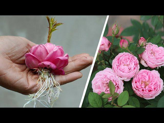 The method of growing roses from buds | How to propagation Roses | Bear's Garden