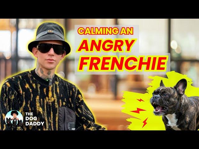 Training An Angry Frenchie (A full Guide To Deal With Aggression In Dogs)// The Dog Daddy.