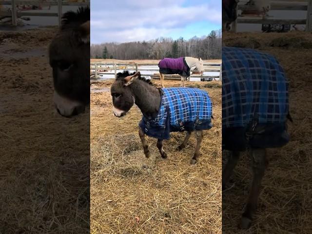 Petey was ready to go play #Peteytheseeingeyedonkey #Lunatheblindhorse