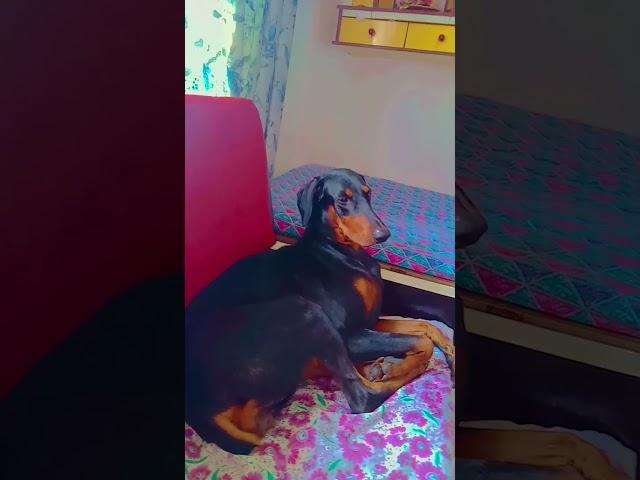 doberman #doglover
