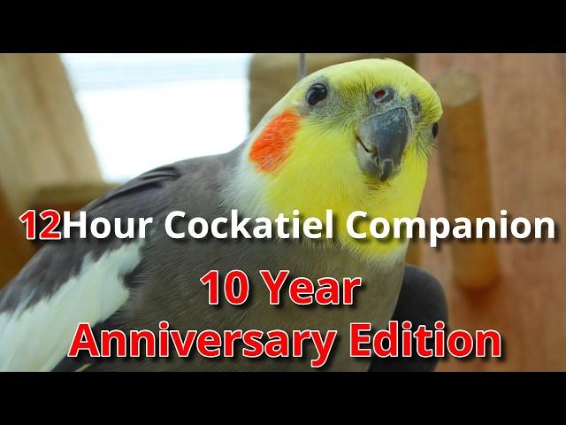 12 Hour Cockatiel Companion Celebrating 10 Years of Cockatiel Companion Videos