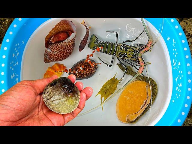 Tangkap ikan buntal dan kelomang, siput, keong, belut, kepiting, ikan laut, ikan nemo, lobster