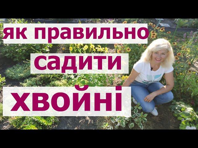 Як садити ялівець лускатий Блю Стар