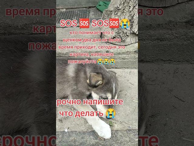 помощь бездомным животным ️