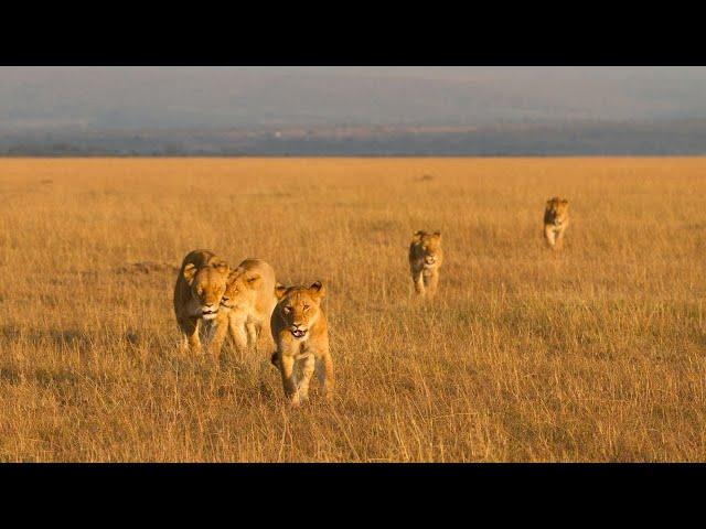 LEONES DEL KALAHARI | DOCUMENTALES COMPLETOS EN ESPAÑOL | NAT GEO WILD