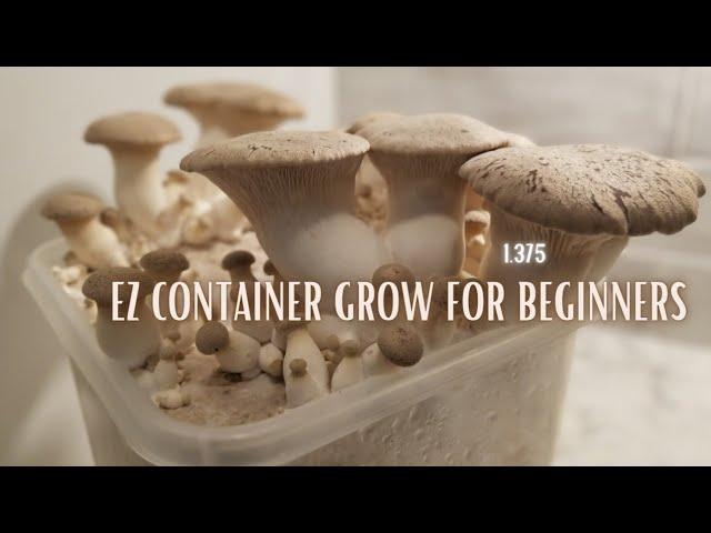 SIMPLE CONTAINER OYSTER MUSHROOM TEK, Step by Step Guide for Beginners