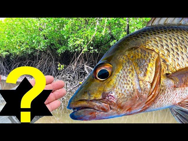 3 Mangrove Jack Lures I Can't Live Without (in Hinchinbrook)