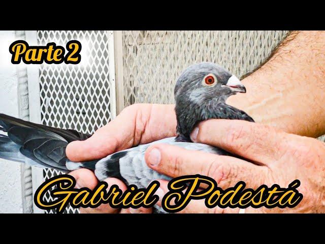 Gabriel Podestá!!! Segunda parte de la entrevista a este gran colombicultor (valencianos)