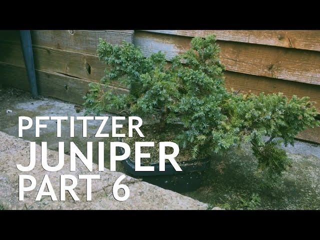 Pftitzer Juniper Bonsai, From Young Nursery Stock. 6