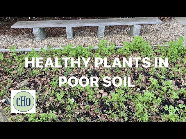 Healthy Plants in Poor Soil