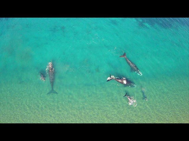 The whales of El Doradillo