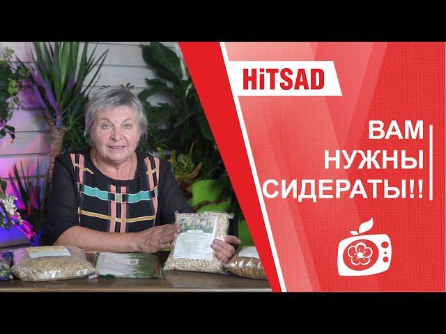 Сидераты осенью  Как улучшить почву  Какие сидераты посеять