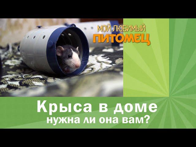 КРЫСА в доме: особенности содержания, полезные советы, кому стоит заводить
