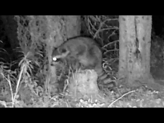 Raccoons in Alberta? Increased sightings indicate they're moving further north