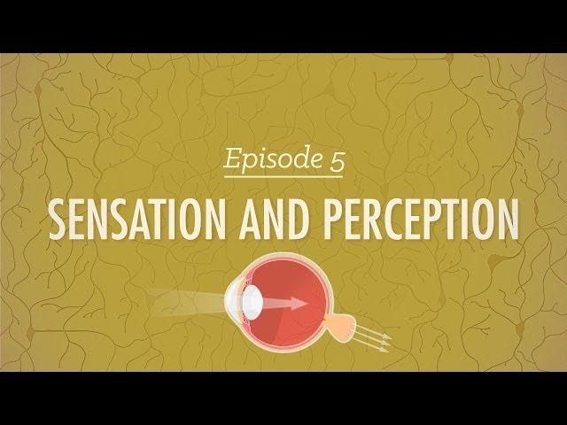 Sensation and Perception: Crash Course Psychology #5