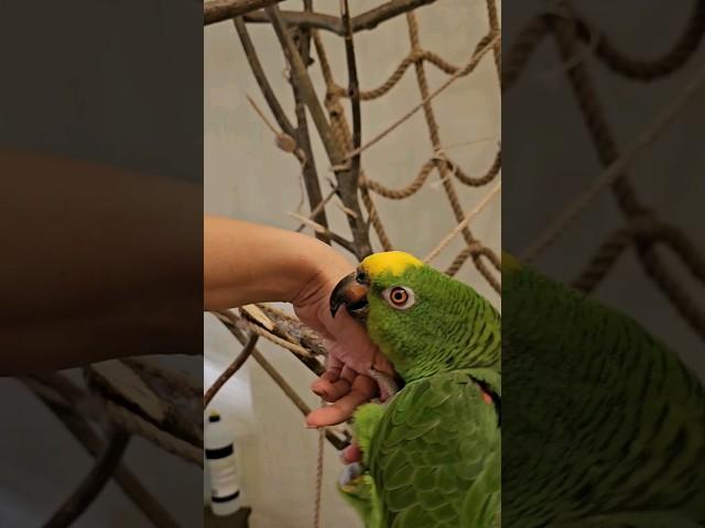 Что с ним делать? #попугай #parrot #амазон #домашниеживотные #pets #birds #love #lol #comedy #птицы