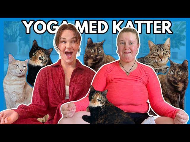 TESTAR KATTYOGA Ft. Tone Sekelius | Avsnitt 2 Stress-serien