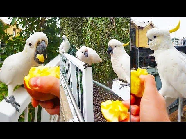 Ozzy Man Reviews: Cockatoos Feeding