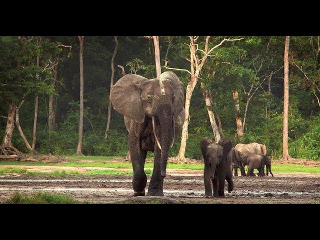 Salesforce: Wildlife Conservation Society