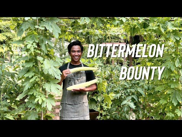 Easy Bittermelon Grow Guide and Harvest in Zone 7b