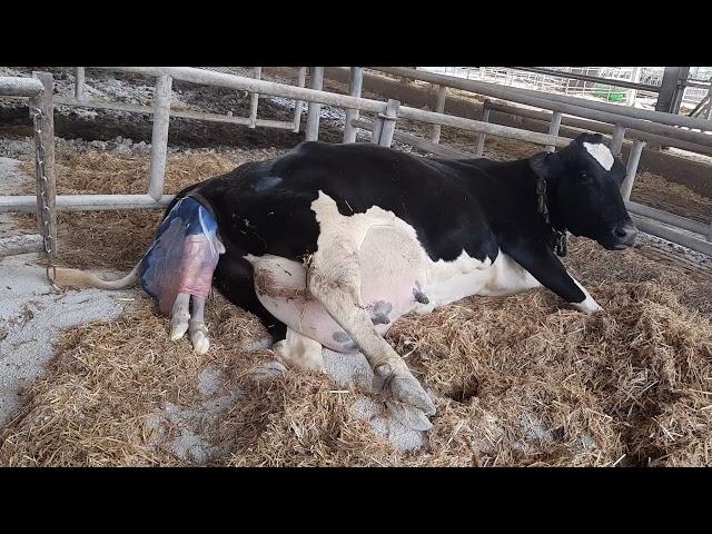 How a cow gives birth to a baby[live]