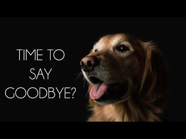 Saying Goodbye: The Right Time to Euthanize Your Pet