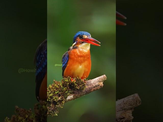 A KingFisher Calling  Wincent   7Pcds #bird #wildlife #nature