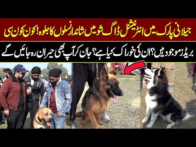 International Dog Show In Lahore Jilani Park | Top Breeds And Their Fascinating Diets | Public News