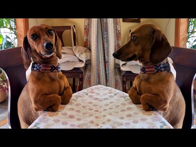 #43 Die besten Videos 2025 ||  Stern DuTube