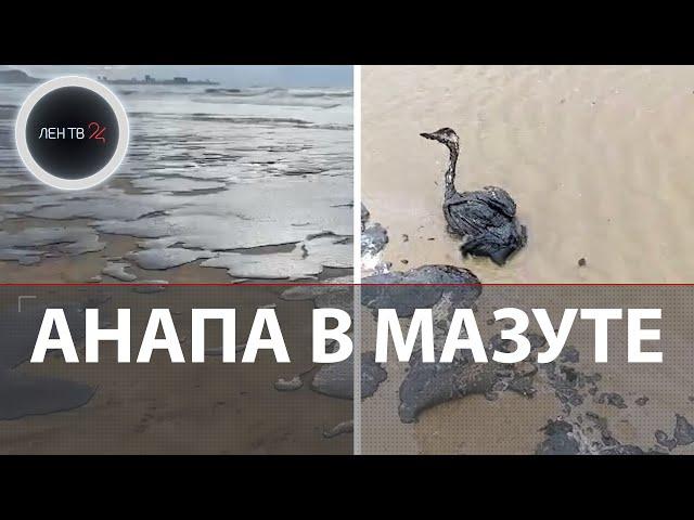 Мазутные пляжи в Анапе | "Она уже не жилец!" | Экологическое бедствие на побережье Черного моря