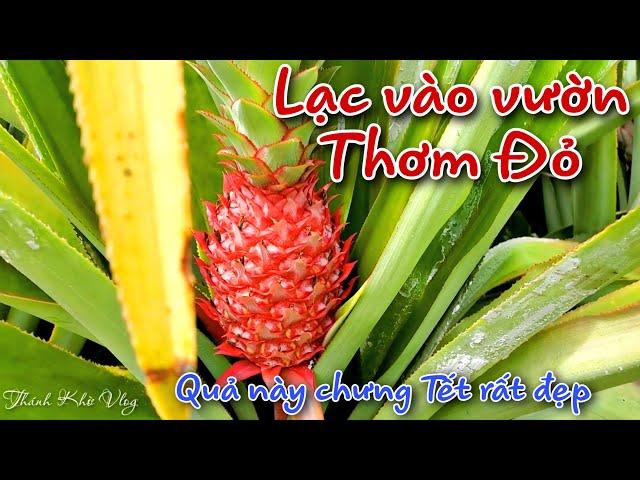 THÁNH KHỜ GẶP VƯỜN THƠM ĐỎ THẤY HAM QUÁ QUÊN QUAY VUA KHỈ CƯA CÂY LUÔN