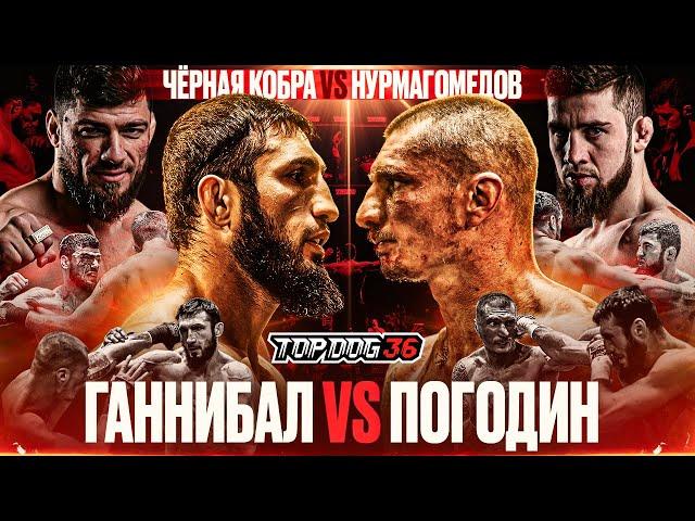 Hannibal VS Pogodin, Black Cobra VS Nurmagomedov | Championship fight | TOP DOG 36, Saint Petersburg