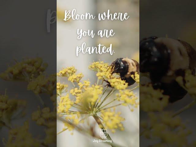 Bloom Where You Are Planted | Quote of the day