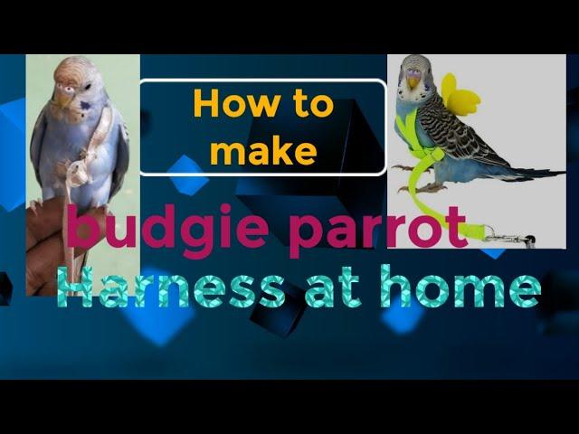 How to make budgie parrot Harness at home || Australian  ka harness Ghar par Kaise banye