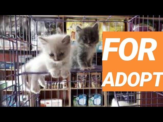 LEPAS ADOPSI KITTEN PERSIA AT TERAS PETSHOP BENGKULU