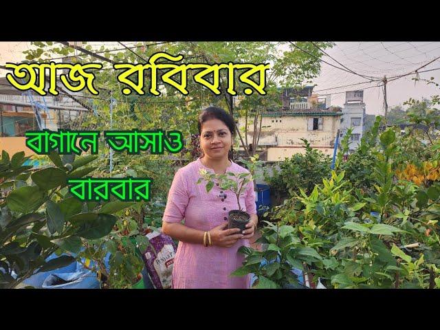 আজ রবিবার বাগানের কাজও অনেক রকম।। Vegetable Garden।। Greeny Pots।।