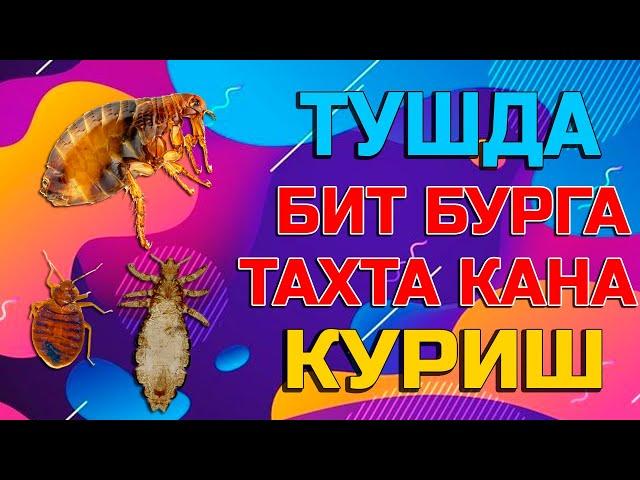 Туш табири - Тушда бит бурга тахта кана куриш