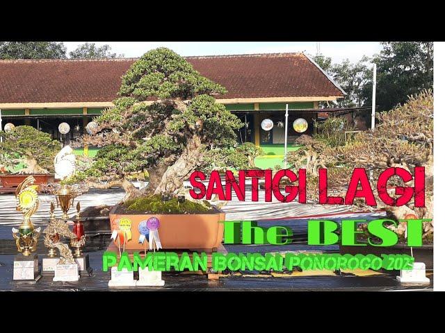 BONSAI SANTIGI JUARA//Pamlok Pbbi Ponorogo 2023